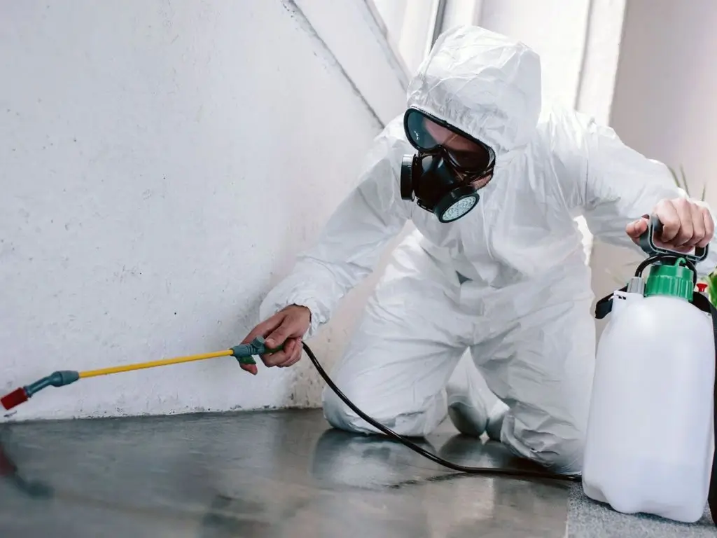 How Pest Control Services Can Prevent Damage to Your Property from Pests