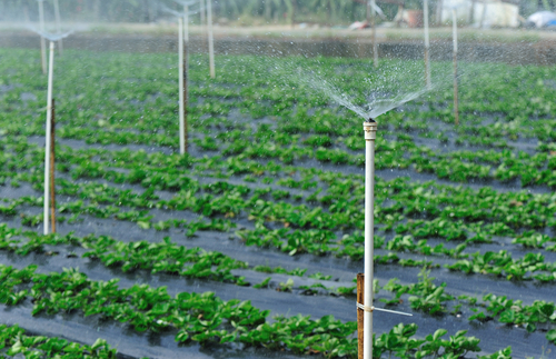 Irrigation System Start Up Services for Healthy Lawns