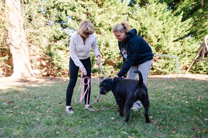 One-on-One Dog Training for Better Behavior